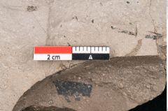 Foto (Detailansicht) von Ficus tenuinervis Ettingshausen (NHMW-GEO-2024-0188-7984)